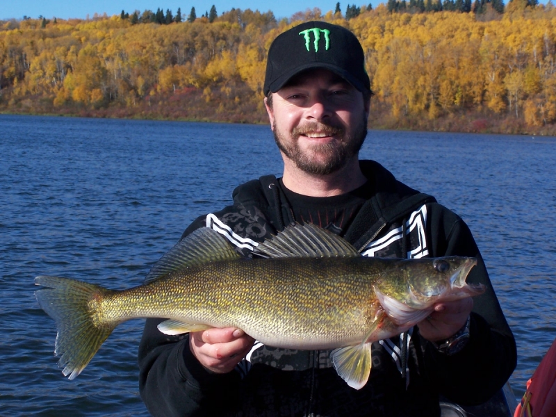 58 cm Walleye